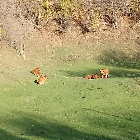 Gostilna Tratnik * Zoll