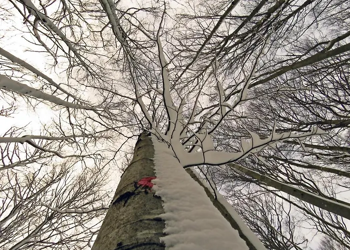 Gæstehus Gostilna Tratnik Zoll