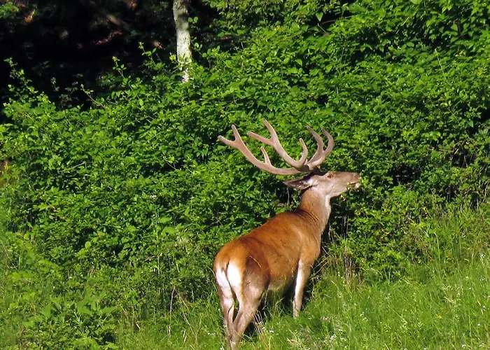 Konukevi Gostilna Tratnik